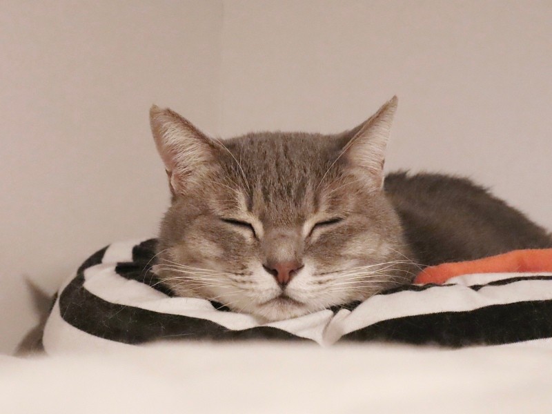 どんなに威嚇しても、まりこさんたちの前で安心して眠る（まりこさん提供）