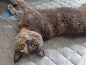 壁や窓に肉球をぴとっとさせて眠る　ブリティッシュショートヘア「ガブリエル」