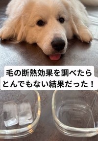 犬の毛の断熱効果を調べたら・・・！（飼い主さん提供、Instagramよりキャプチャ撮影）