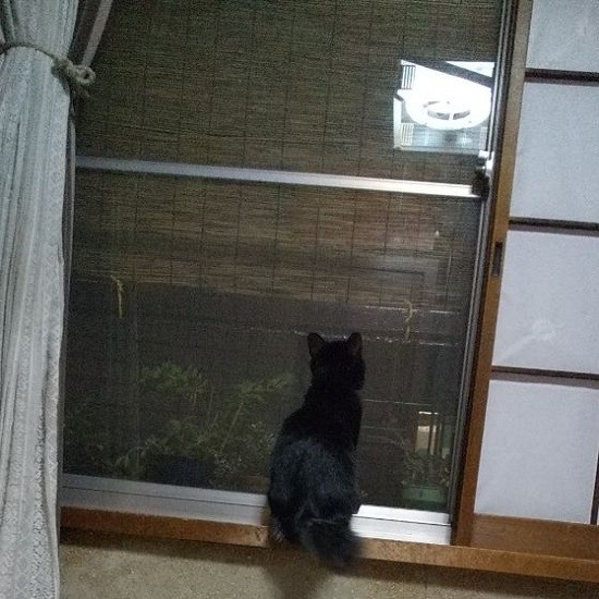 蚊を狙っているところ。とにかく好奇心旺盛。やがて障子もぼろぼろに？（樹利さん提供）