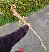 「見てぇぇぇ　めっちゃいい感じの棒拾った」＝ばくたんいわさん（@megante321）提供