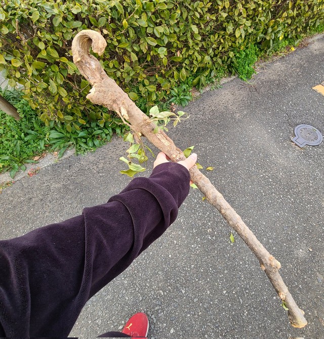 「見てぇぇぇ　めっちゃいい感じの棒拾った」＝ばくたんいわさん（@megante321）提供