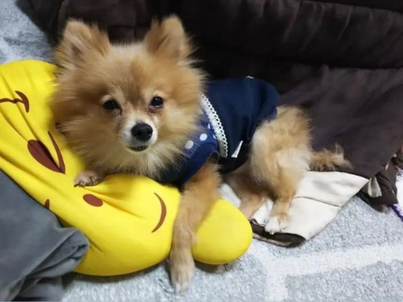 家にきたころの「ニコ」