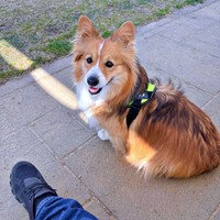 ドッグランで飼い主さんのそばにじっと座るエグジーくん（画像提供：Eggsy the Fluffさん）