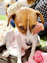 「撫でて」 甘えるようになったパーティー信子ちゃん（画像提供：みのかささん）