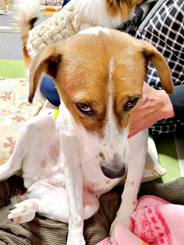 「撫でて」 甘えるようになったパーティー信子ちゃん（画像提供：みのかささん）