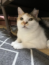元野良猫のアモちゃん。飼い主さんがフードを寄付しに行った日に保護された