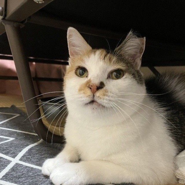 元野良猫のアモちゃん。飼い主さんがフードを寄付しに行った日に保護された