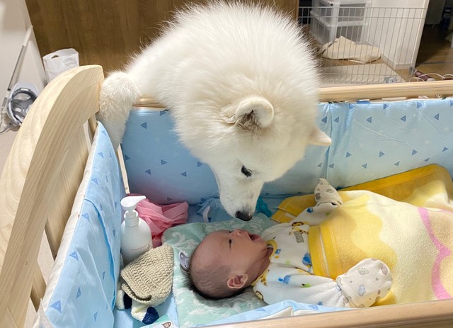  ベビーベッド越しに赤ちゃんを見守るこはくちゃん。1年半前の一枚／サモエド こはくさん（@kohaku_Samoyed）提供