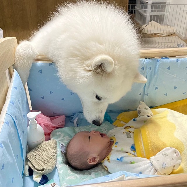  ベビーベッド越しに赤ちゃんを見守るこはくちゃん。1年半前の一枚／サモエド こはくさん（@kohaku_Samoyed）提供