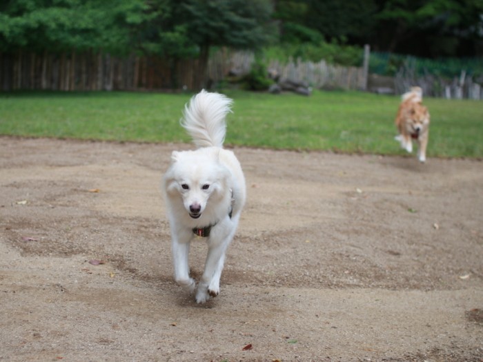 徳島県のキャンプ場のドッグランにて