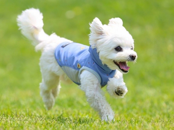 風を切って走るほっけくん（画像提供：マルチーズのほっけさん）