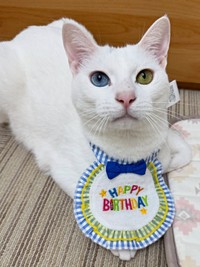 3歳の誕生日に記念撮影したてまりくん（画像提供：てまり らふ ビスコさん）