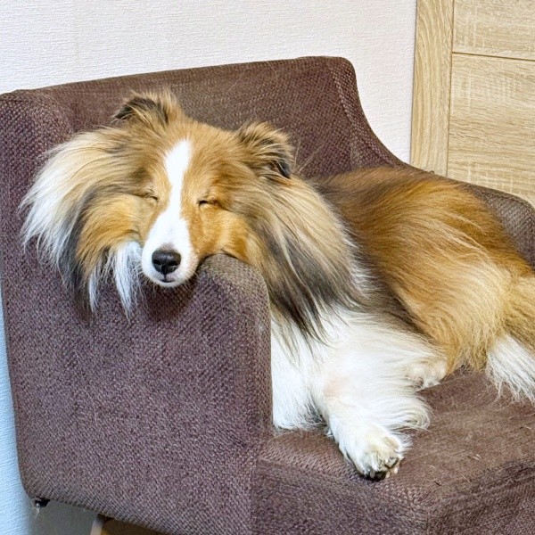 いつもの寝顔ーーすやすや眠るガビちゃん（画像提供：ベア&ルチェ&ガビ（まゆ）さん）