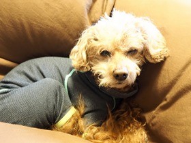 朝ごはんの食いつきがイマイチの愛犬、「朝んぽ」でヘルシーに