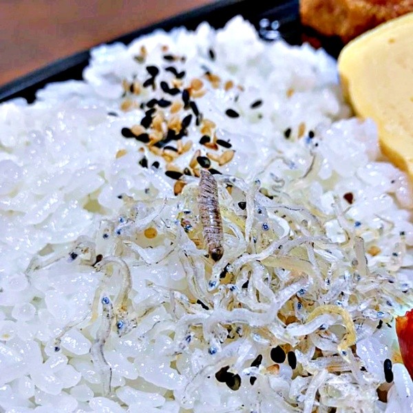 ちりめんじゃこに入っていた「ウオノエ」（画像提供：こちさん）