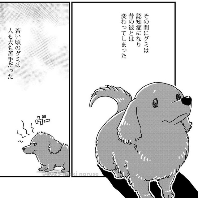 グミは認知症になったことで他人や犬が怖くなくなった（真希ナルセさん提供）