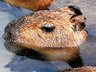 前脚そろえて全員でお風呂、 ゆったりカピバラの湯