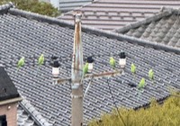 電線に鮮やかな緑色のインコが並んでいます（提供：前田知礼さん）