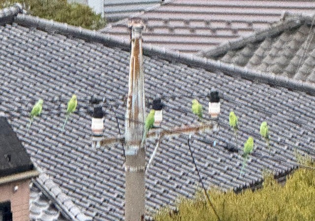電線に鮮やかな緑色のインコが並んでいます（提供：前田知礼さん）
