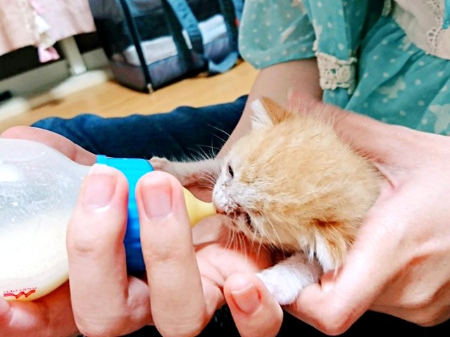 保護直後のきなこちゃん_懸命にミルクを飲む様子（画像提供：きなこさん）