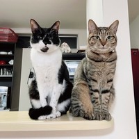 ごはん、ごはん=ふれあとカン吉さん（@flare20200523）提供