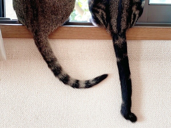 きょうだいでも尻尾が違う！（左から）ナラちゃんの縞模様のシッポ、シンパくんのかぎシッポ（画像提供：シンバとナラさん）