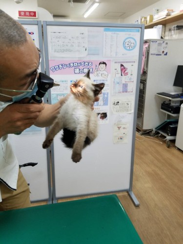 嫌も応もありません