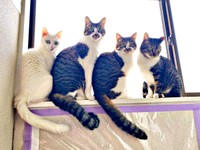 保護から2年。立派に成長した4匹の猫たち（画像提供：おゆちゃんさん）