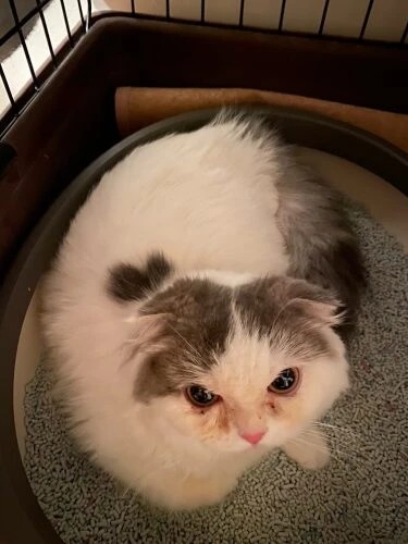 家にきたころの「らら」