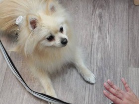 ほえ続けるポメラニアンに飼い主の感情爆発　「優しいトレーニングの呪い」から脱する