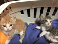 たくさんミルクを飲んで、どんどん大きくなります。そろそろ離乳食かな？