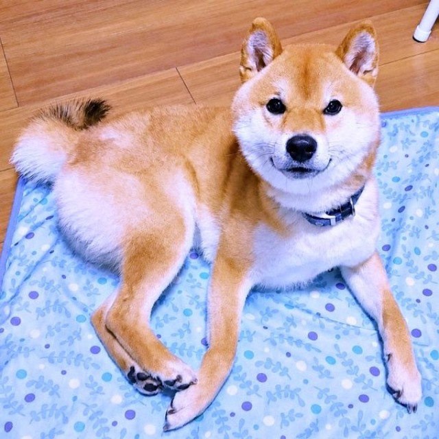 おとなしく人懐っこいじぇいたろうくん（画像提供：じぇいたろうさん）