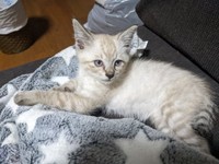 保護初日から人懐っこさを見せたしらすくん（画像提供：千晶さん）