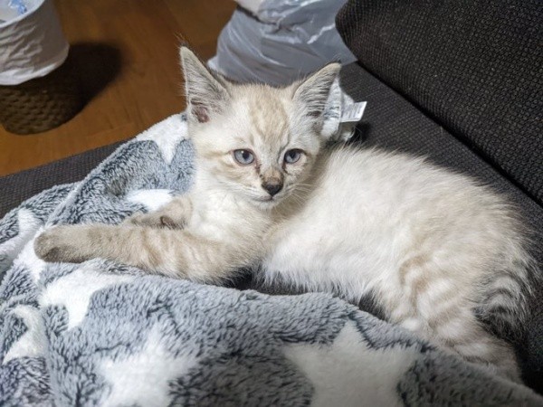 保護初日から人懐っこさを見せたしらすくん（画像提供：千晶さん）