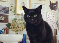 シニア猫のあずき。まだまだ元気で体を動かすのが大好き