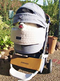 バギーから様子見していた楽くんーー舌をペロリ（画像提供：くーさんママさん）