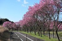 園内のサクラ（提供：国営讃岐まんのう公園）