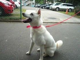 心や身体に傷を負った保護犬　時間をかけて信頼関係を築く方法