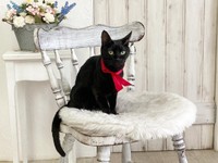 赤いリボンがよく似合うジジちゃん（画像提供：なちゅふぉとさん）