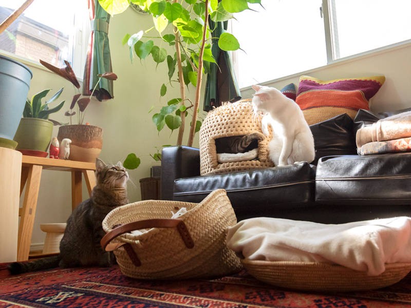 出て来いや！ とエトゥがうながすも