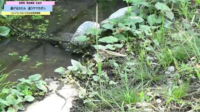 カマキリを素通りするヤマカガシ／どんぐりいろは／小さな自然図書館さん（@donguriiroha）提供