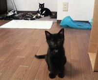 幼猫期のつきのくんと先住猫ねここちゃん（中央の奥）