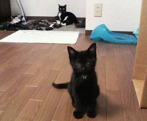 幼猫期のつきのくんと先住猫ねここちゃん（中央の奥）