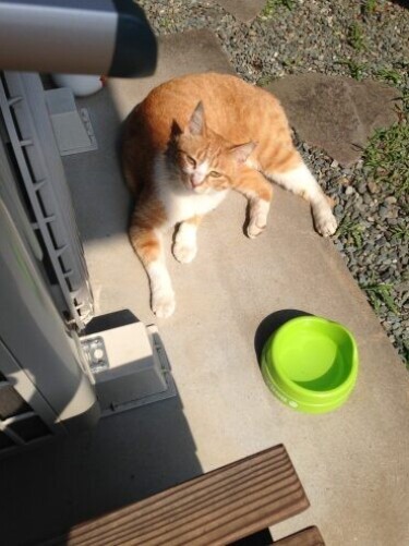 家にきたころの「たま緒」