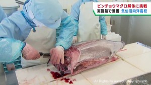 海洋実習で取ったビンチョウマグロで解体実習　宮城・気仙沼向洋高校