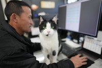 牧野さんの奥さんが最初に出会った最年長のレオ（オス、１３歳）。社員さんの仕事の邪魔をしながら！？見守る