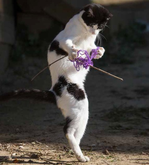 こんがらがってもうた（沖昌之 / 辰巳出版）