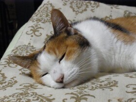 また会いたいといつも思う　20歳の愛猫と家族を立て続けに亡くした飼い主の思い