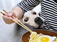 お母さんの焼きそばをガン見！ 漫画のような表情になったテリーくん（画像提供：テリー ラブラドールさん）